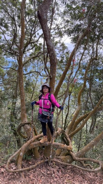 走大橫屏山九份二山(小百岳#45、47)賞梅去2695081