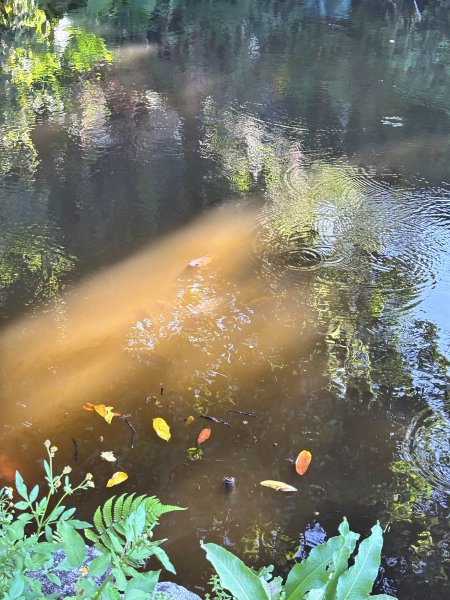 天母古道 + 紗帽山2913889