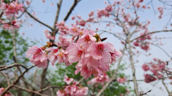 《南投》迷霧河津櫻｜鳳凰自然教育園區步道及木荷林202403032445414