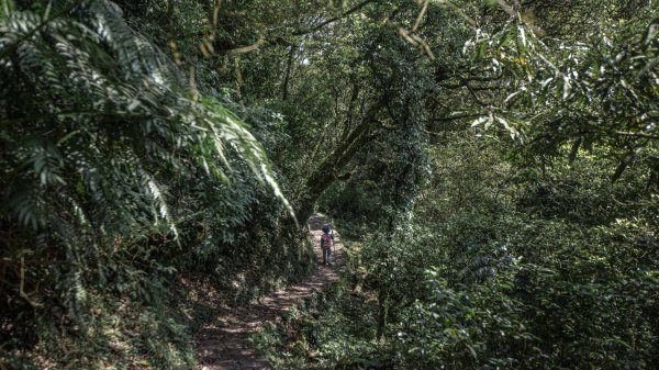 台北大縱走第三段：小油坑-風櫃口（珍貴的火山地質教室）1668744