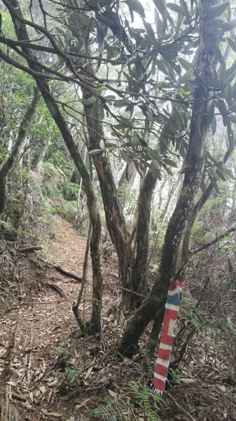 20251010 大雪山國家森林遊樂區 - 船型山林道 登 烏石坑山2911169