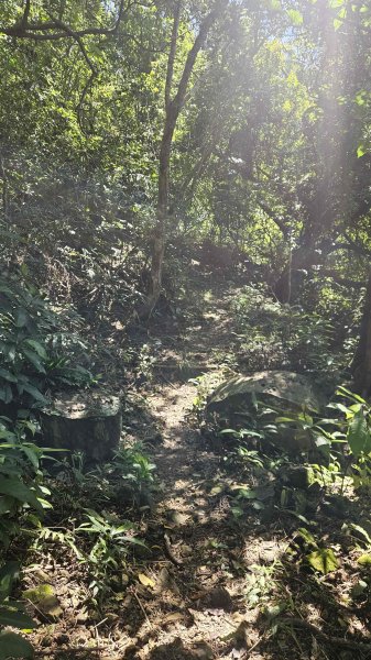 20250621叢雲山-740峰O型2821836