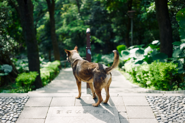 虎頭山步道942790