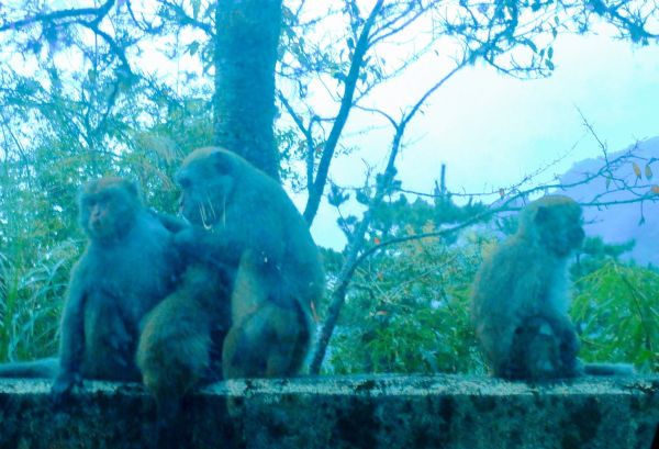 初探玉山國家公園塔塔加194688