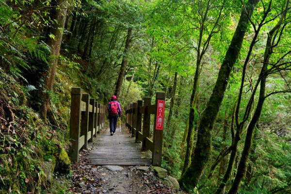 檜山巨木森林步道481527