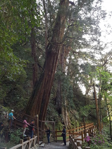 拉拉山國家森林遊樂區106/04/29121371