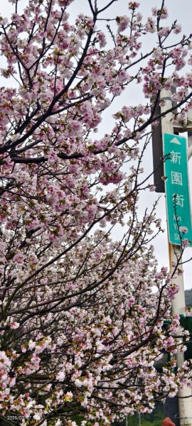 陽明山趴趴走 - 賞櫻花 3/72729260