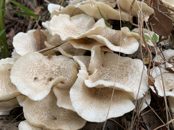 20250403高雄頂荖濃山2757158