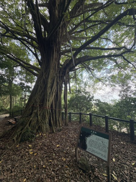 20251025南化龍湖寺至紫竹寺O繞(石松子山.大竹崙山.竹子尖山)2925081
