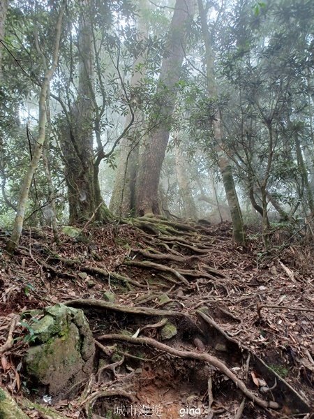 【台中和平】迷霧山林。 谷關七雄~屋我尾山(大雪山北登山口)2339085