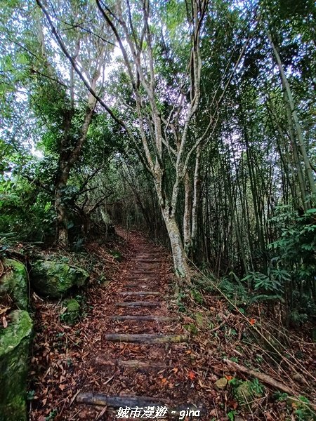 【苗栗。大湖】喜見雲海。 小百岳集起來。 編號37小百岳馬那邦山1509667