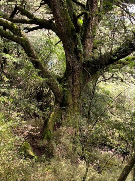 塔塔加黑森林2668036