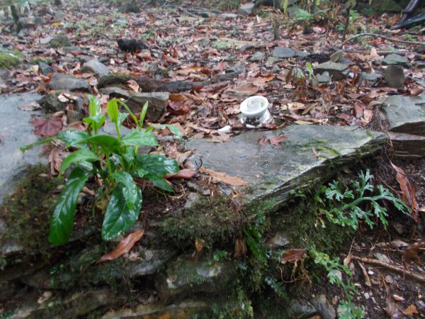 蕃社坑山連走鳳紗山隘勇線1107151