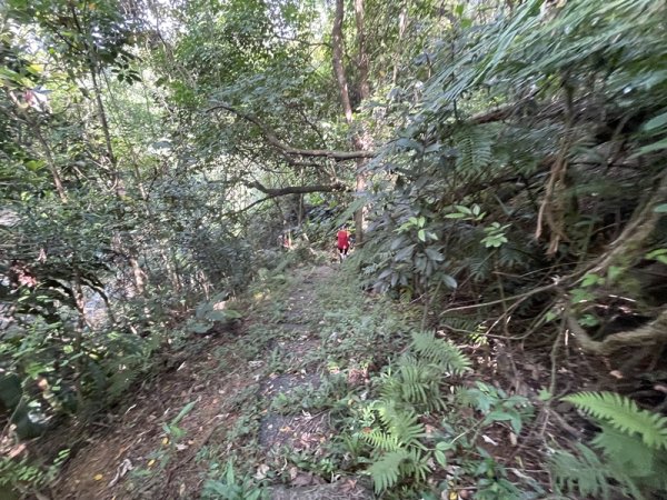 【大棟山系】百年大榕樹2858100