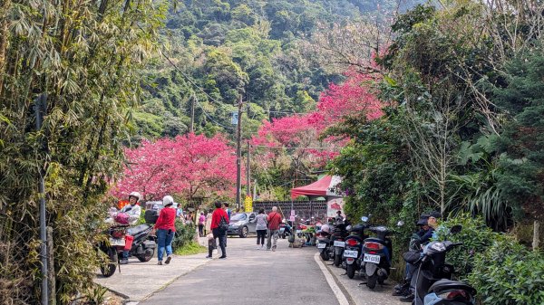 天元宮,楓樹湖,北新庄,淡水老街2430304