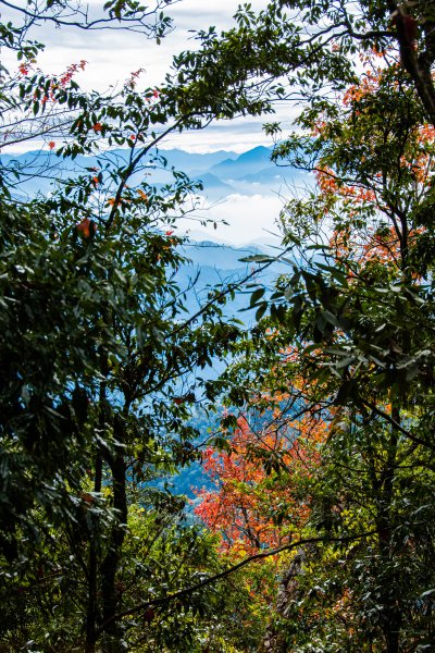 稍來山楓葉林2960899