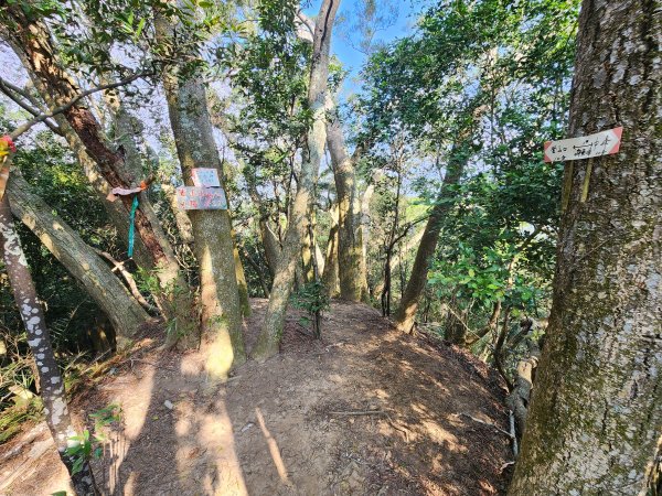 20260223柯子湖山菜堂山尖山沙湖壢山與寶山水庫基石3012617