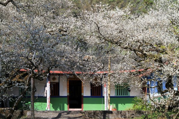 【南投~信義 】牛稠坑賞梅1254936