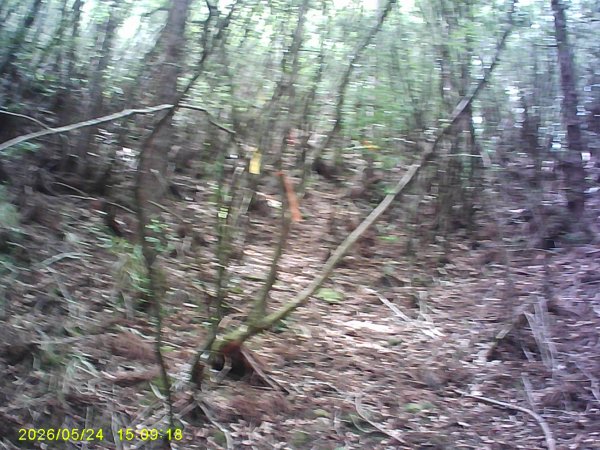 台21號公路的同富(埔沙)山3061841