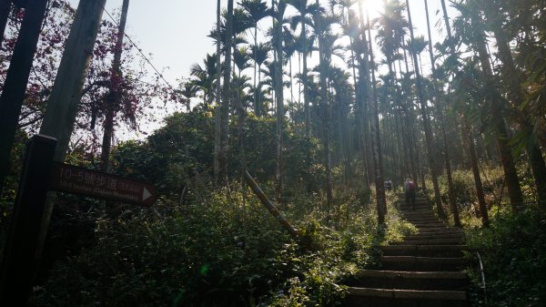 雲嘉七連峰縱走1289790