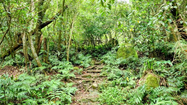 暖東峽谷大環小環2834403