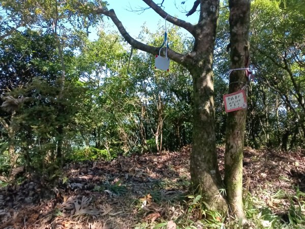 雙溪區中坑東山去回+林厝前荷花2877661