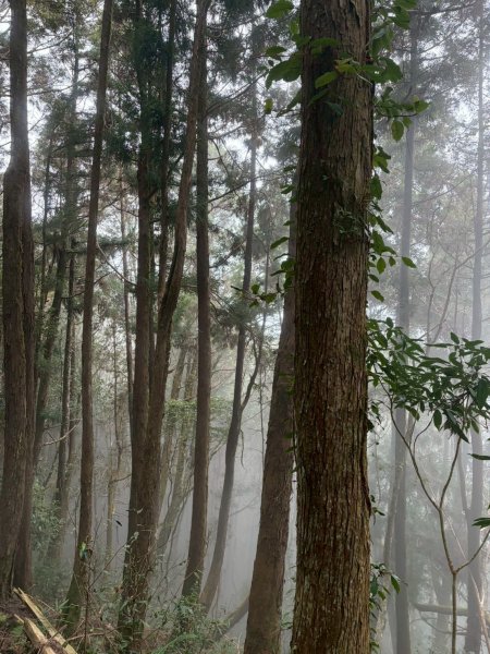 2026/02/08馬崙山3008162