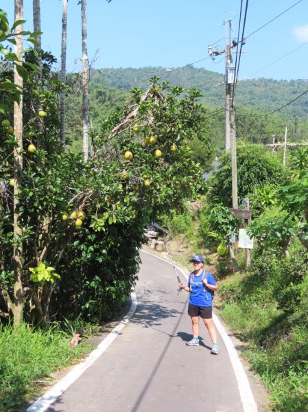 澀水森林步道(+水上瀑布)2915715