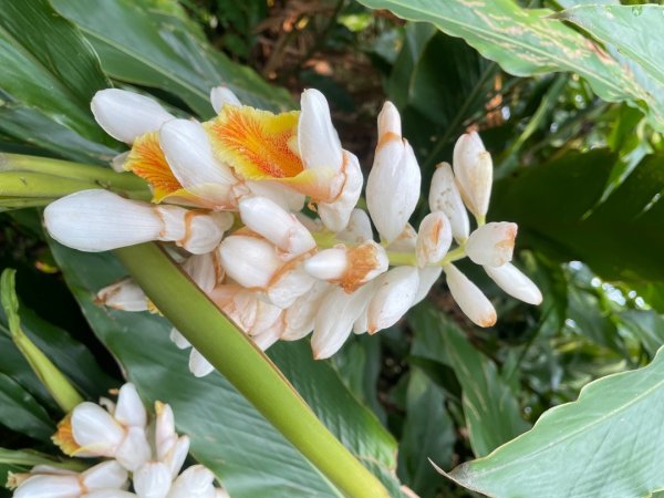 銀河洞越嶺貓空-新高麗坑山-銀獅縱走-猴山岳群峰+三條魚縱走3033520
