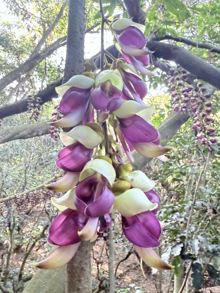 草尾嶺步道血藤花大爆開    2025.3.272748148