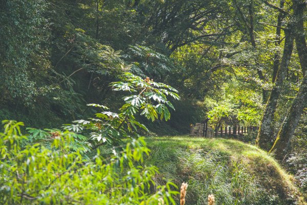 20191004~06-[新竹] 500塊上的大霸尖山1817044