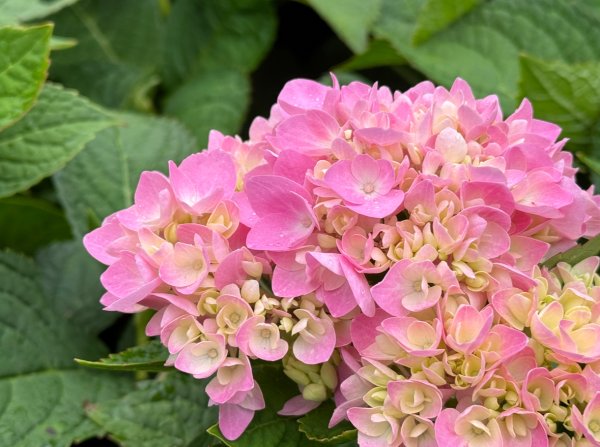 清泉 雪霸農場 野馬瞰山2925932