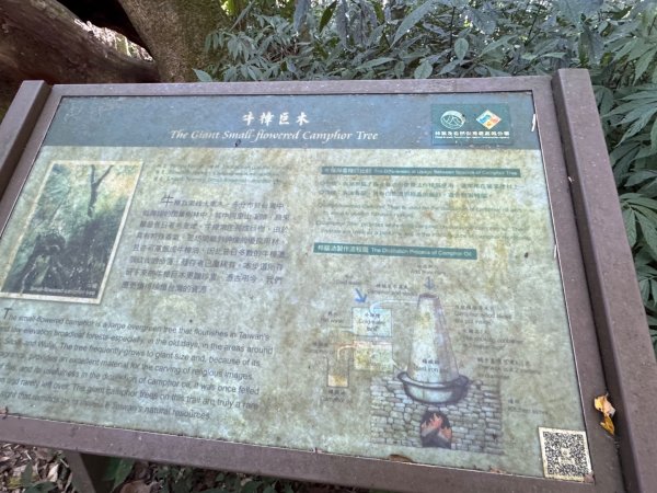 九穹神木 左訪嘉南雲峰 右到好望角看風景上石壁山(小百岳#55)2944786