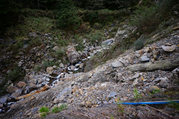 【輕忽】【大安溪神木】2695056