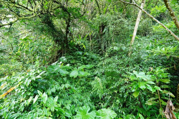 新北 烏來 下阿玉山2821598