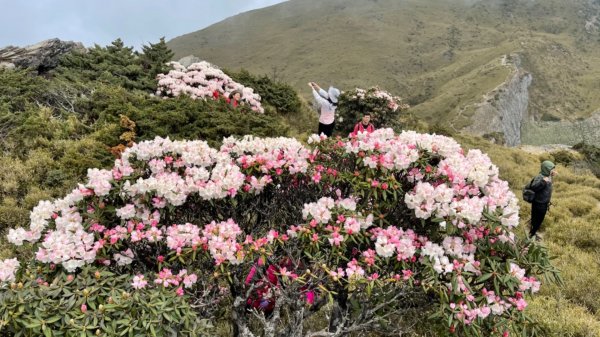 1100416石門山杜鵑花1352864