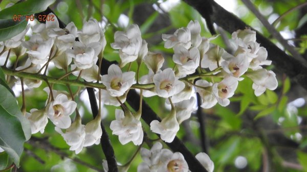 五色鳥和鐘萼木&夕陽晚霞 4/202766528