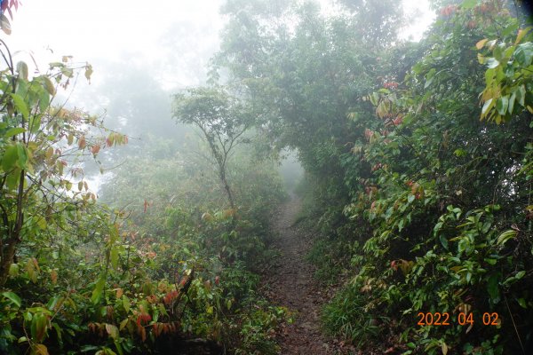 臺南 南化 王爺崙山1664029
