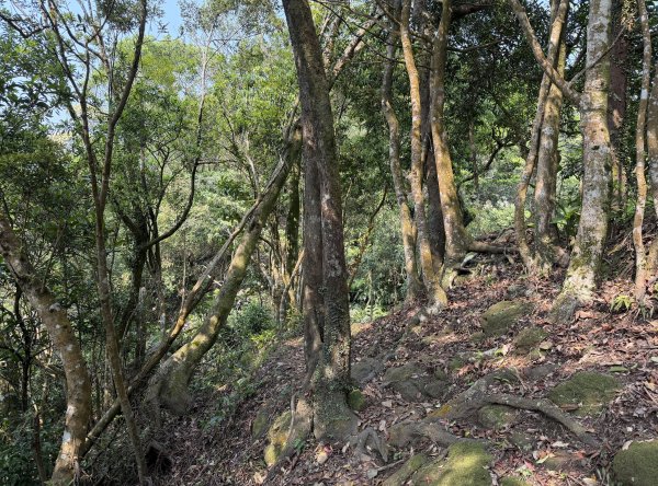 [微笑山線_第八段] 2026_0411 二格山系_炙子頭山3035091