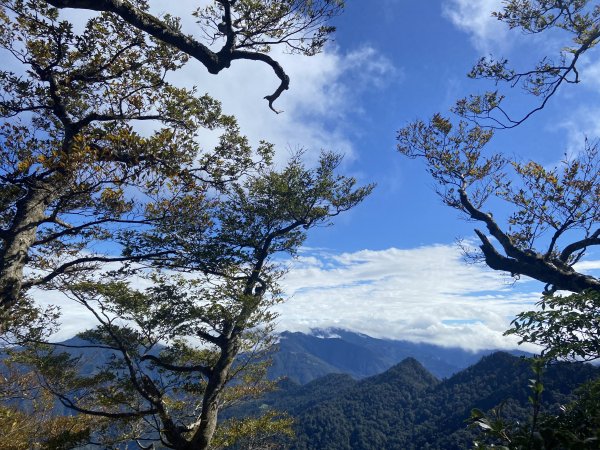 迎『狂風』而上~內鳥嘴追山毛櫸2348315