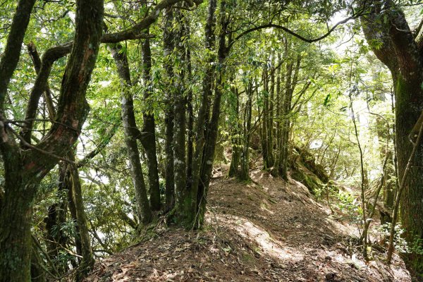 新竹 五峰 油羅山、霞山2798284