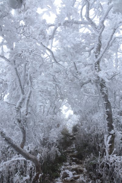  2021 D0101 純色北插1225502