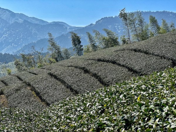 溪頭六連峰O繞2741791