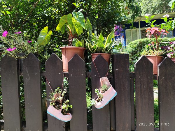 【臺北大縱走 7】2-1 樟山寺→樟樹步道→彩雲亭→相思炭窯→貓纜貓空站→指南路三段40巷2881779
