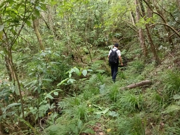 雙溪區盤山坑古道+過火坪古道O型2882388