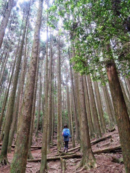 大雪山 長壽山 （肥崠山） 全台最大香杉林1369663