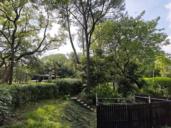 [霄裡好風光，運動樂悠遊！-6/10] 2025_0608 大湳森林公園2808215