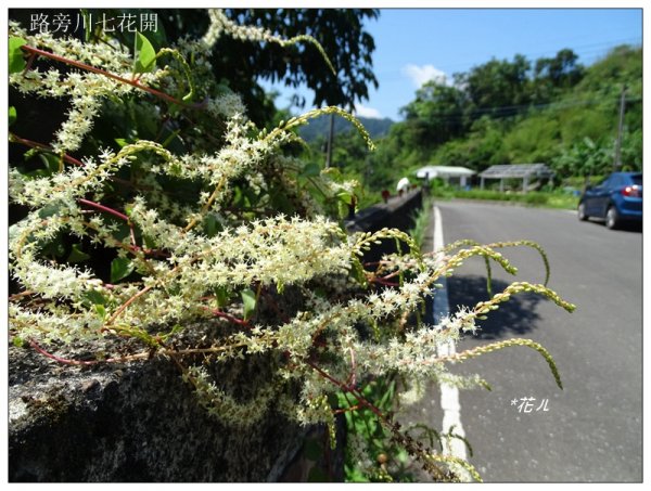 平溪/嶺腳寮山步道656832