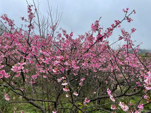 平菁街42巷櫻花1585396