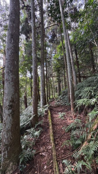 鵝黃色的優雅2960194